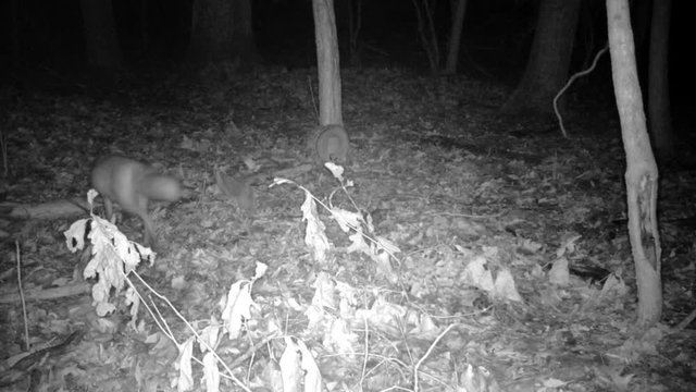 red fox searching for food at night
