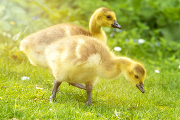 Canada Goose chick (in german Kanadagans, Branta canadensis)