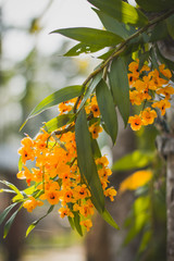Yellow orchid flowers