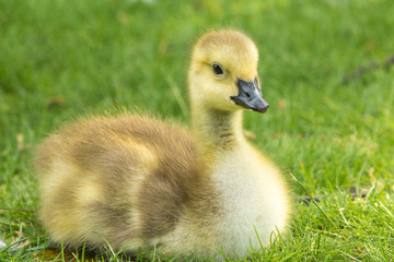 Canada Goose chick (in german Kanadagans, Branta canadensis)