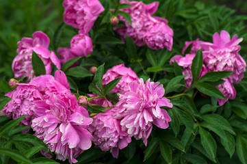 Pink peonies in the garden. Blooming pink peony. Closeup of beautiful pink Peonie flower.