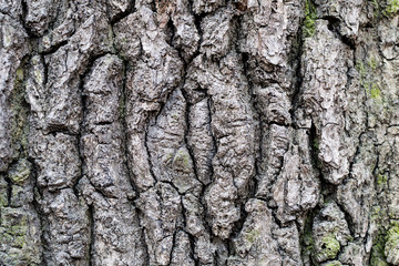 old rustic wood tree bark texture with moss