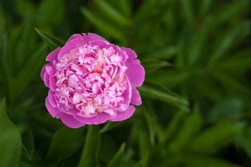 Pink peonies in the garden. Blooming pink peony. Closeup of beautiful pink Peonie flower.