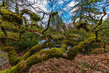 Fototapeta na wymiar Japanese maple tree, Kubota Garden, Seattle, WA, USA