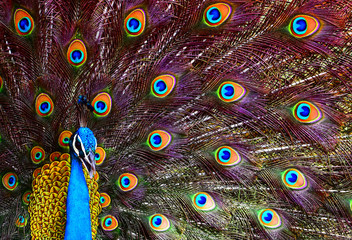 Obraz premium Portrait of a colorful dancing peacock . Peacock close up portrait. Peacock wallpaper and backgrounds.