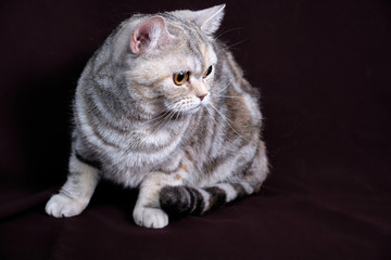 Scottish fold cat marble on silver, portrait on a dark background.