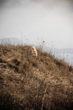 picture taken in the field, dry grass at the end of February, Crimea 2019