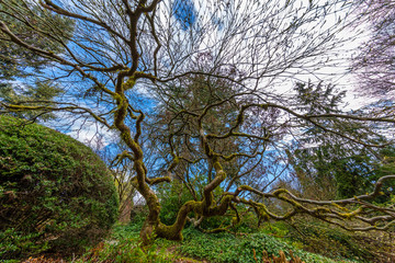 Japanese maple tree, Kubota Garden, Seattle, WA, USA