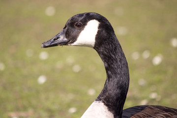 Canada Goose (in german Kanadagans, Branta canadensis)