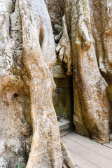Roots of a giant tree threaten to ruin and take over the Unesco World Heritage site of Ankor Thom, Siem Reap, Cambodia