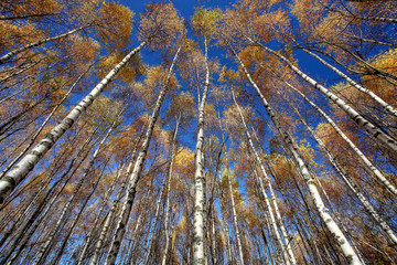 Autumn. The beauty of nature. Landscape 