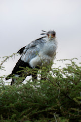 Secretary bird (Sagittarius Serpentarius), Ngorongoro National Park, Tanzania
