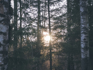 forest, the sun shines in the camera, evening, birch and pine