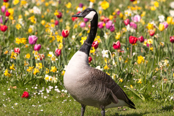 Canada Goose (in german Kanadagans, Branta canadensis)