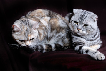 Two cats, Scottish fold marble on silver, Scottish straight, portrait on a dark background.