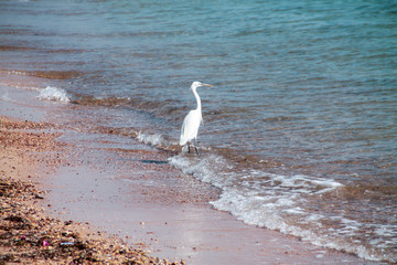 Lonely white bird stork standing by the water shore line.
