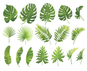 Tropische groene bladeren set geïsoleerd op een witte achtergrond. Vector illustratie.