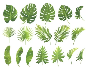 Glasschilderij Tropische bladeren Tropische groene bladeren set geïsoleerd op een witte achtergrond. Vector illustratie.