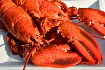 Lobster on white background