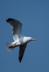 Herring Gull  in fly. Her Latin name are Larus argentatus.