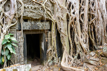 Roots of a giant tree threaten to ruin and take over the Unesco World Heritage site of Ankor Thom, Siem Reap, Cambodia