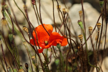 Red poppy flowers at the rock. Protaras, Cyrpus.Wallpaper and background texture.