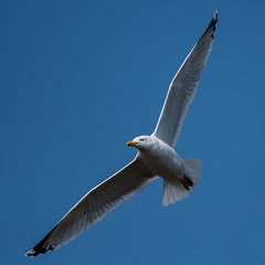 Herring Gull  in fly. Her Latin name are Larus argentatus.