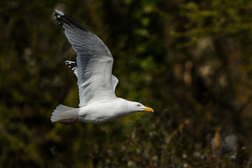 Herring Gull  in fly. Her Latin name are Larus argentatus.