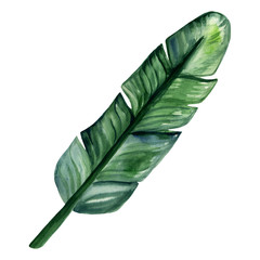Watercolor hand painted green leaf of banana tree. Watercolor isolated element on white background. Tropical illustration for trendy design, print or background.