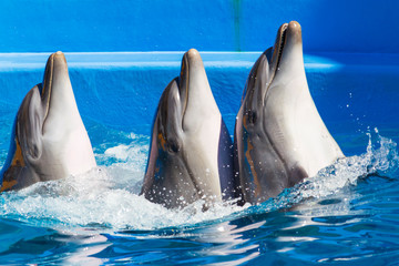 Three dolphins emerge from the water with space for an inscription or text, background