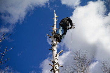 Man cutting a tree top