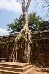 Roots of a giant tree threaten to ruin and take over the Unesco World Heritage site of Ankor Thom, Siem Reap, Cambodia