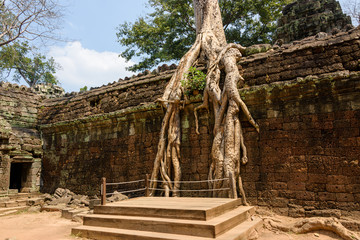 Roots of a giant tree threaten to ruin and take over the Unesco World Heritage site of Ankor Thom, Siem Reap, Cambodia