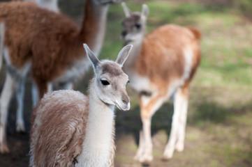 Guanaco -kind lamas.