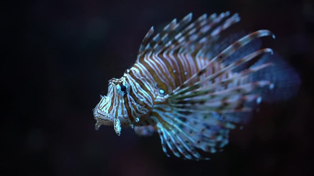 Lionfish-Zebra (Pterois volitans) fish swims under water on a black background, close-up