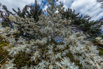 A white star magnolia tree in bloom with its soft, white droopy petals. Spring in Kubota Garden, Seattle, WA, USA