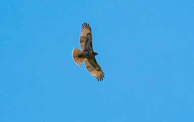 Red Tailed Hawk flying overhead at Carter Lake Reservoir in  the Blue Ridge Mountains in Georgia.