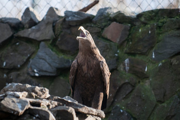 White-tailed eagle, Haliaeetus albicilla