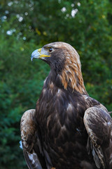 Golden Eagle portrait at wildlife sanctuary in Auburn Alabama.