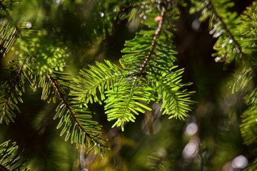 landscapes in mountain,  leaves  in the forest 