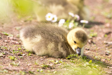 Canada Goose chick (in german Kanadagans, Branta canadensis)
