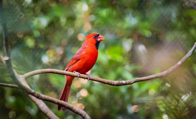 Cardinal on branch in park in Atlanta Georgia.