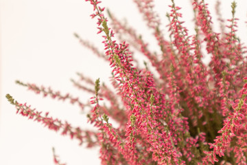 Close shot of pink heather plant flowered in a white background, selective focus