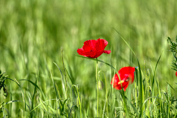 Beautiful poppy flowers..  Papaver rhoeas