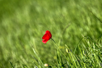 Beautiful poppy flowers..  Papaver rhoeas