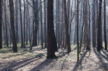 Morning in a beautiful misty forest. Spring nature. Design of photo Wallpapers, photons, screensavers.