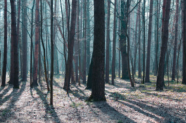 Morning in a beautiful misty forest. Spring nature. Design of photo Wallpapers, photons, screensavers.