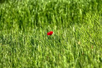 Beautiful poppy flowers..  Papaver rhoeas
