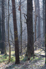 Morning in a beautiful misty forest. Spring nature. Design of photo Wallpapers, photons,...