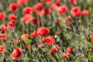 Obraz premium Beautiful poppy flowers.. Papaver rhoeas